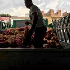 Harvest from the Potato Field